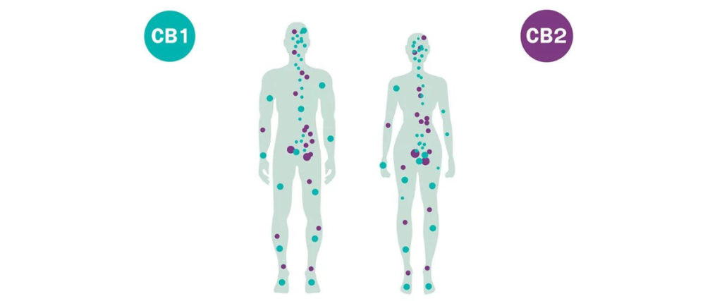 układ endokannabinoidowy