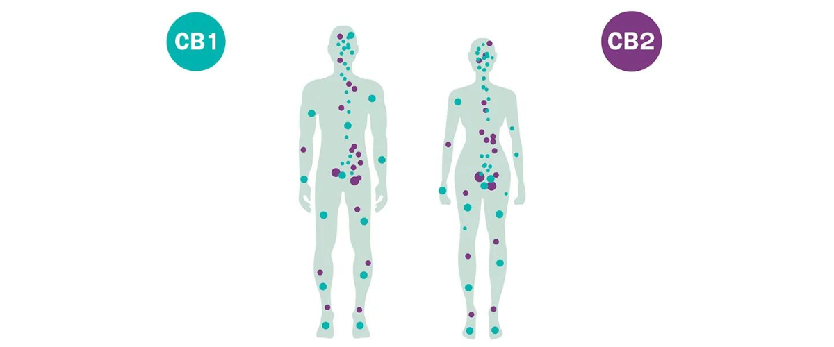 układ endokannabinoidowy